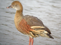 Plumed Whistling Duck